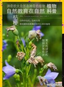 绿色桔梗花代表什么含义？花语有哪些独特之处？