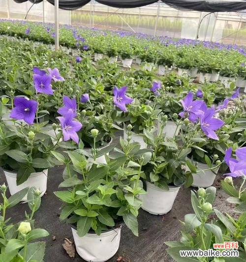 绿色桔梗花代表什么含义?花语有哪些独特之处?