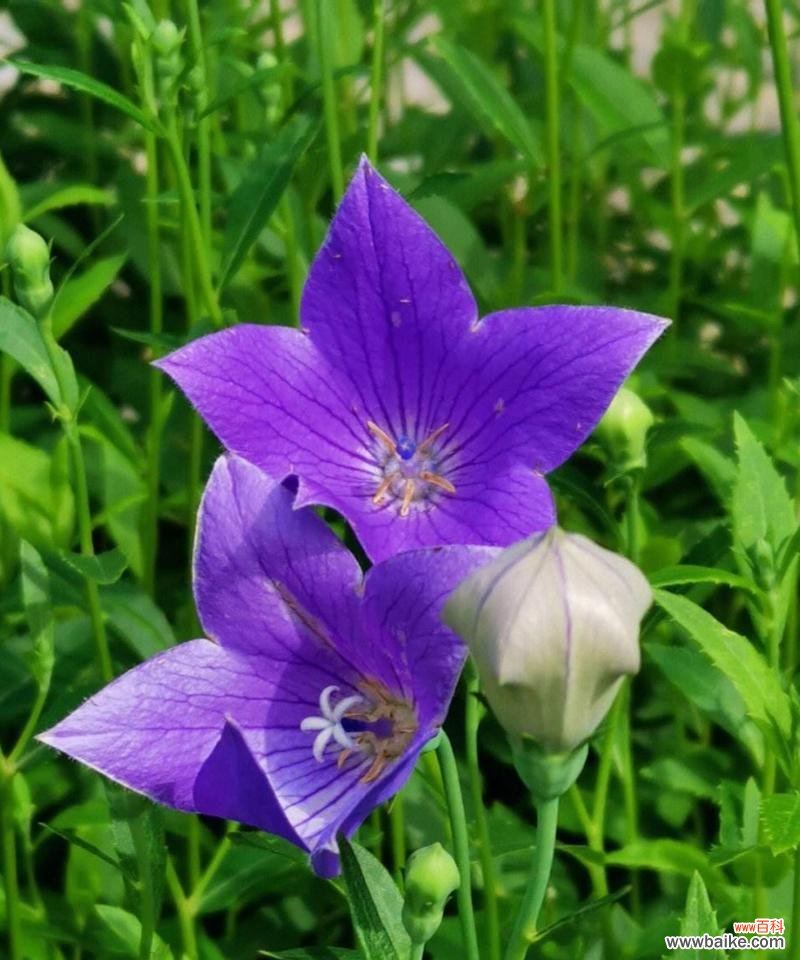 绿色桔梗花代表什么含义?花语有哪些独特之处?