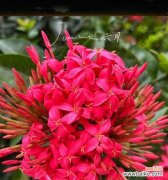 欢迎回来的花是什么？寓意着欢迎的花卉有哪些？