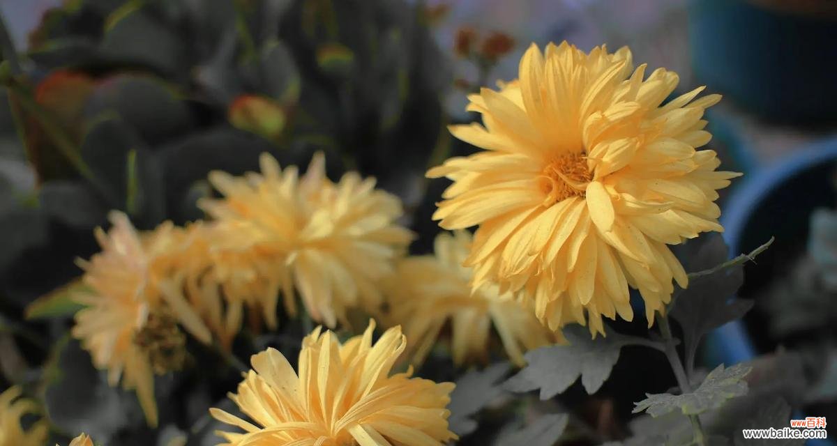 什么花象征凋落的爱情呢？凋落爱情的花语有哪些？