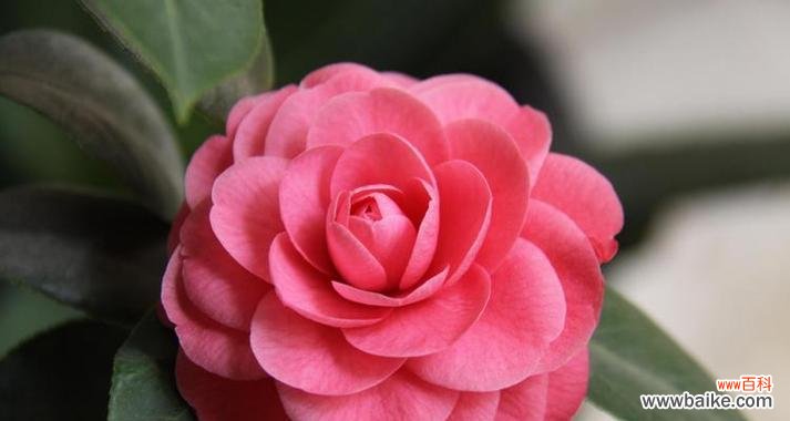 奉花的寓意是什么意思？它象征着什么？