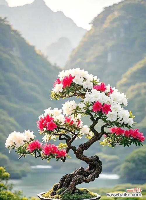 象征生命之神的花是什么花?这种花的象征意义有哪些?