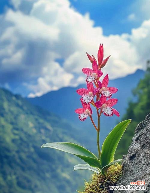 象征生命之神的花是什么花?这种花的象征意义有哪些?