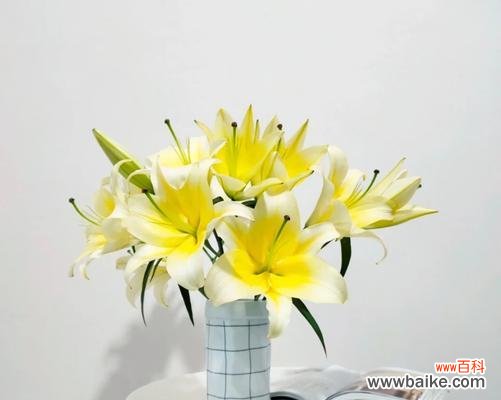 黄百合花语代表什么?黄百合的含义有哪些?