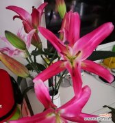 黄百合花语代表什么？黄百合的含义有哪些？