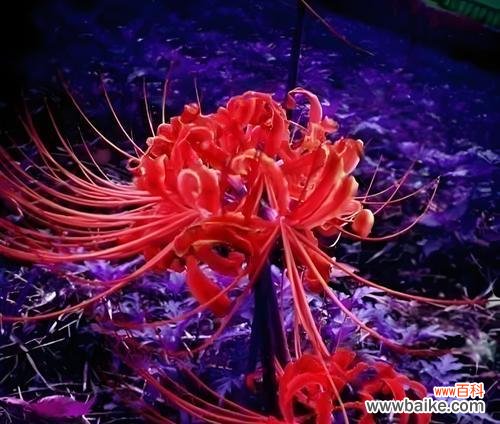 象征哀怨的花卉是什么花?这种花的花语有哪些含义?