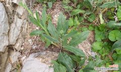 琉璃草花语是什么？琉璃草的寓意和象征有哪些？