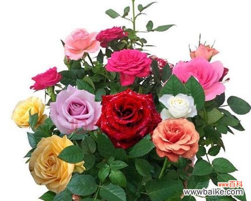 解读19朵玫瑰所传递的爱情信息 19朵玫瑰花语的深意