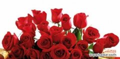 玫瑰之语 21朵玫瑰花语的意义与传承