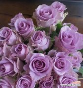 玫瑰的各种花语和象征意义解析 20朵玫瑰的花语及意义