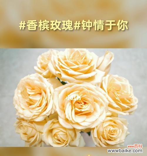 情爱之间浓郁的象征与真诚的祝福 26朵玫瑰的花语传递深刻的情感