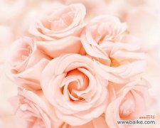 深入解读31朵玫瑰花束的情感寓意 31朵玫瑰所代表的花语是什么？