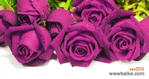 解读30朵玫瑰花束的深刻寓意 30朵玫瑰的花语与意义