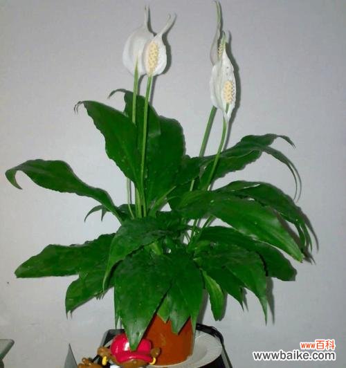 传达顺利与繁荣的象征-希望 一帆风顺开花的意义与寓意