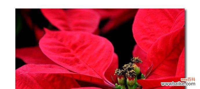 传说中的一品红花 一品红