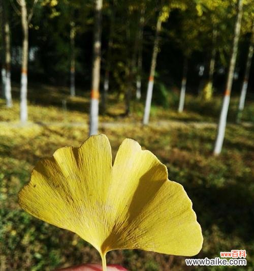 赠送银杏叶 银杏叶的花语与祝福