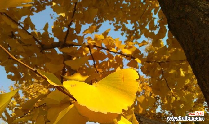 银杏树叶的象征意义及文化内涵 银杏树叶的寓意——承载历史与希望的叶子