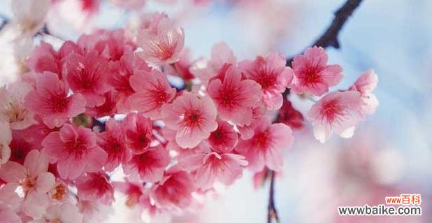 樱花代表什么含义 樱花之美