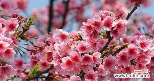 倾听樱花的心语 樱花盛放,花开春暖