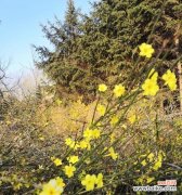 传承春季之美 迎春花的美丽与寓意