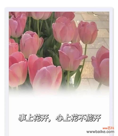 给予花的心动寓意是什么？如何正确表达爱意？