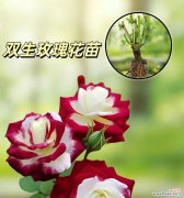 微信玫瑰花代表什么含义？如何正确解读微信玫瑰花的寓意？