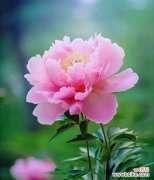 白芙蓉花象征着什么？它的含义有哪些？