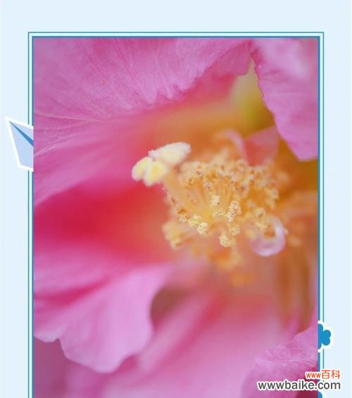 白芙蓉花象征着什么？它的含义有哪些？