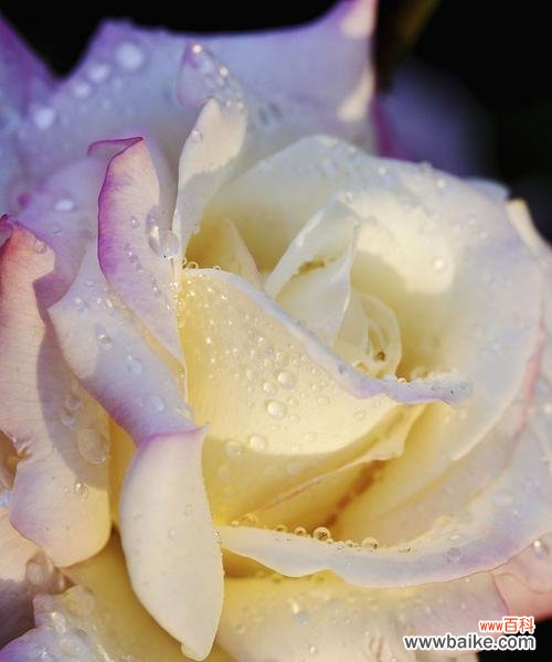 什么花的花语代表爱？揭秘最浪漫的花卉含义！