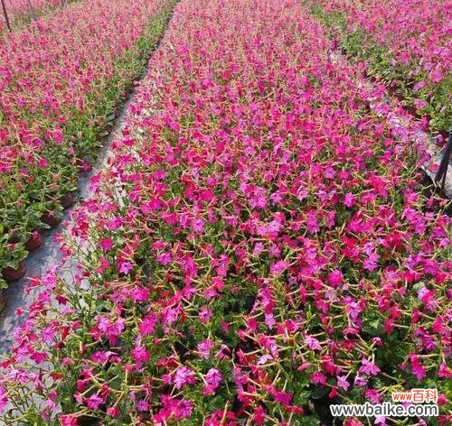 什么花的花语代表爱？揭秘最浪漫的花卉含义！