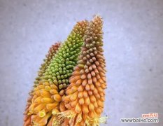 象征未来与光明的花是什么花？这种花的寓意和特点有哪些？