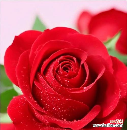 红玫瑰花语是什么意思？送红玫瑰代表什么情感？