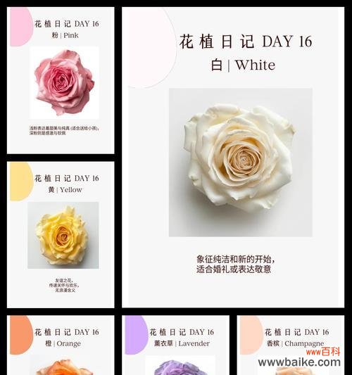 红玫瑰花语是什么意思？送红玫瑰代表什么情感？