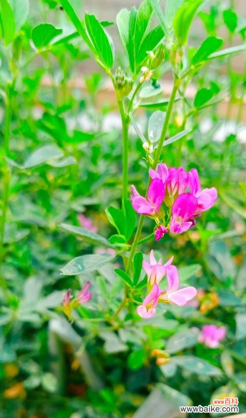 象征敏锐的花是什么花呢？这种花的含义和特点是什么？