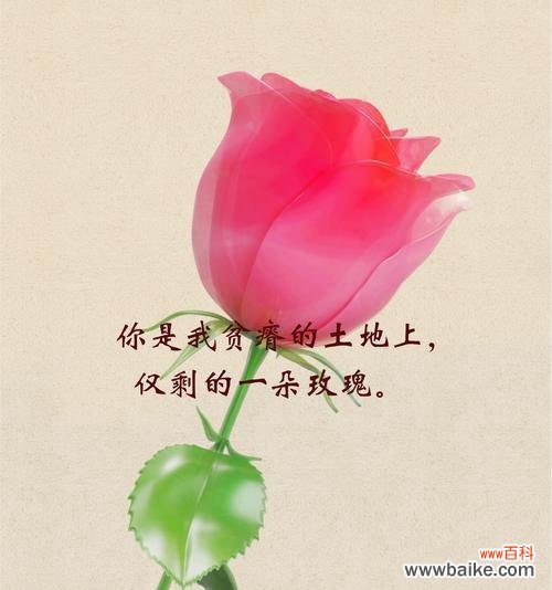 什么花的花语最有趣？揭秘花语背后的故事和含义？