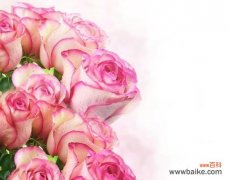 浪漫无限，心意无边 用47朵玫瑰花表达的深情