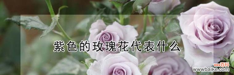 探索玫瑰花的深层寓意，了解不同数量玫瑰花的花语 61朵玫瑰花花语的意义及象征