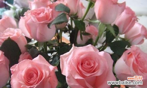 红玫瑰的浪漫与热情 玫瑰花语之87朵玫瑰代表的意义