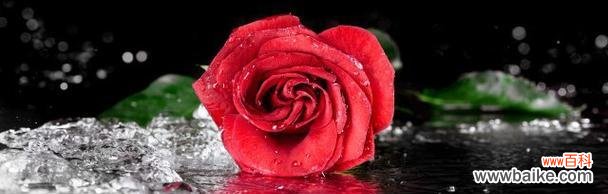 探秘玫瑰花的深意，一束花传达的情感密码 浪漫之语