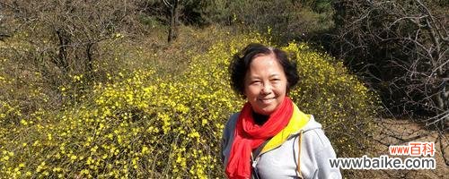 迎春花的美丽与寓意 迎春花