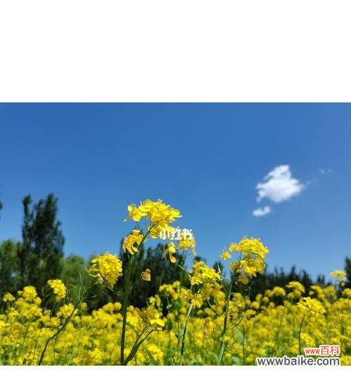油菜花的花语与传说 油菜花