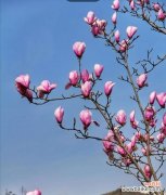 探寻玉兰花的文化内涵与美学价值 玉兰花