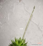 玉露开花的象征意义及其启示 以玉露开花，美好绽放