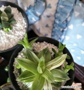 预示着吉祥如意的未来 以玉露开花的祥瑞之兆