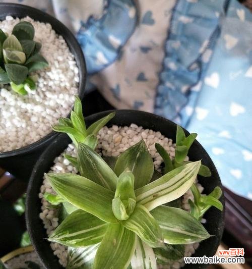 预示着吉祥如意的未来 以玉露开花的祥瑞之兆