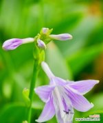 传说中的玉簪 玉簪的花语和寓意