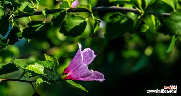 象征坚毅忍耐的花是什么花?如何用花卉表达坚韧不拔的精神?