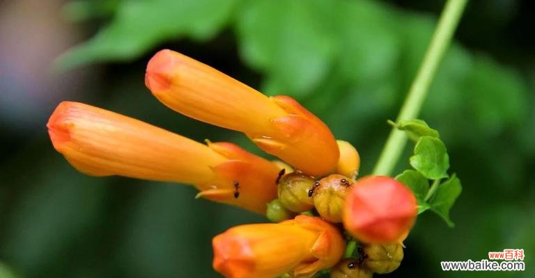 象征坚毅忍耐的花是什么花?如何用花卉表达坚韧不拔的精神?