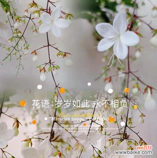 阴郁纯洁的花语是什么?如何理解这种花的含义?